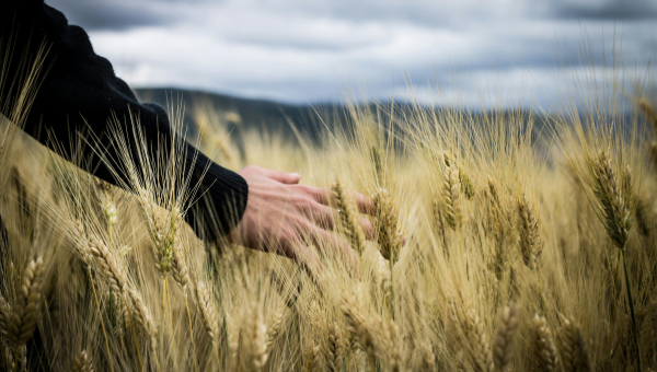 Werker/ Werkerin in der Landwirtschaft - Neuer Bildungsgang ab dem Schuljahr 2025/2026 